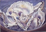 Marcia Rackow, Oysters