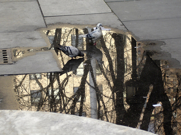 Juan Bernal "Pigeon and Reflection"